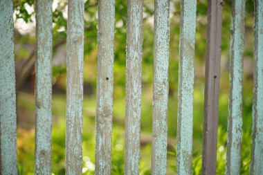 Bahar bahçesinde mavi pejmürde boyalı eski çitler..