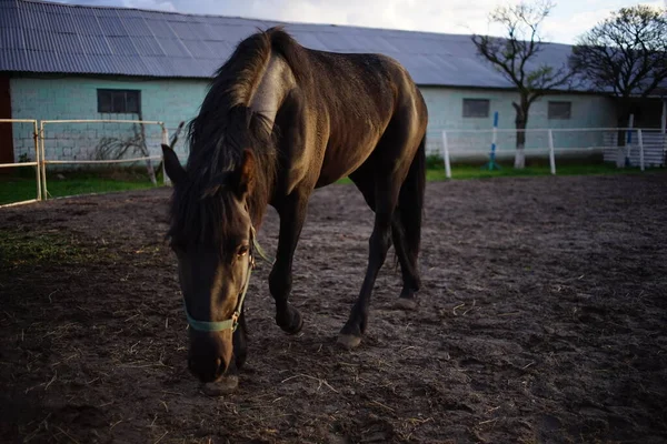 Retrato Cavalo Preto Pastando Perto Estábulo Dia Primavera — Fotografia de Stock