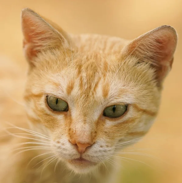 Close Portret Van Een Gemberkat Met Groene Ogen — Stockfoto