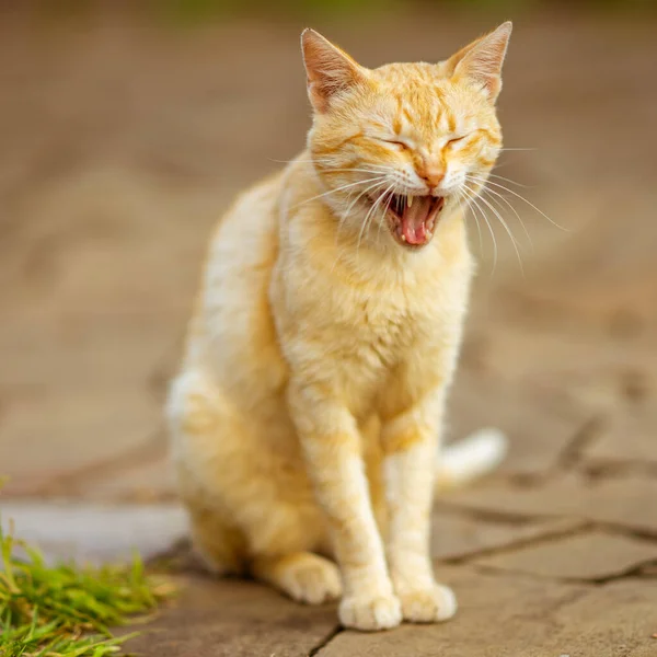 Egy Ásító Vörös Macska Portréja Parkban — Stock Fotó