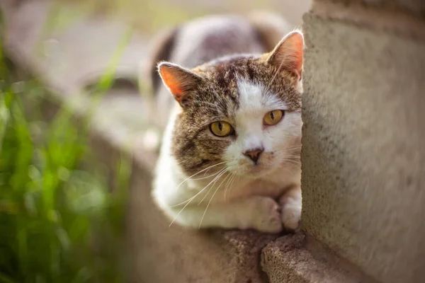 Portrait Fat Cat Resting Spring Garden — Stockfoto