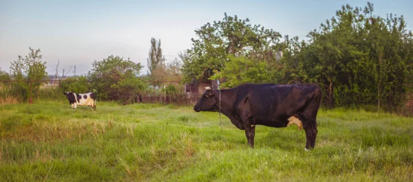 Two Cows Grazing Sping Garden Sunset — Φωτογραφία Αρχείου