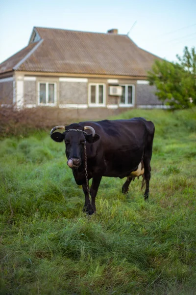 Black Cow Grazing Sping Garden Sunset Rural House Blurred Background — Φωτογραφία Αρχείου