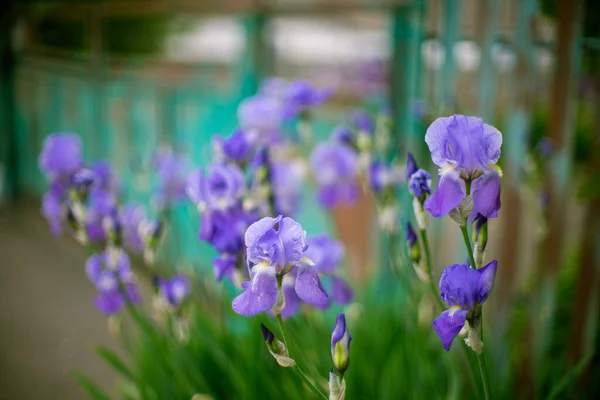 春の庭に薄紫色の虹彩の花を咲かせます 背景がぼやけた緑の田園風景 — ストック写真