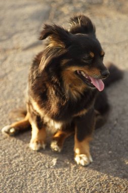 Yumuşak siyah köpek güneşli bir yolda oturuyor..