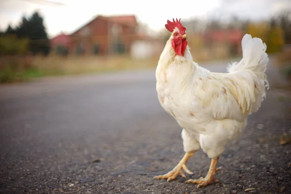 Portrait Flou Coq Blanc Sur Une Route Asphaltée Automne Dans — Photo