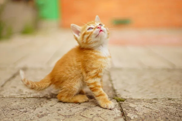 Gatinho Gengibre Encantador Olhando Para Céu Livre — Fotografia de Stock