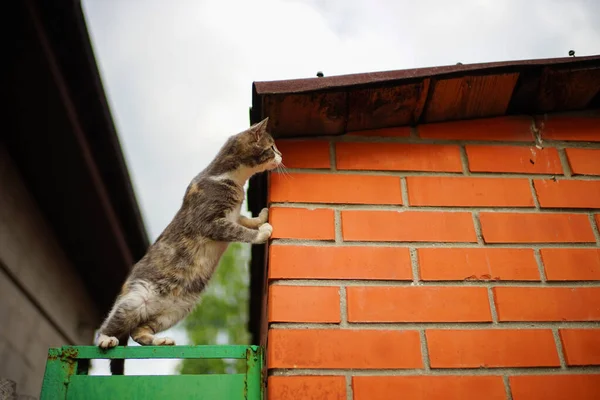 Jovem Gatinho Caça Pássaros Sob Telhado — Fotografia de Stock