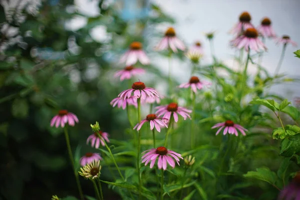 Fleurs Violettes Pousse Dans Jardin Été Vue Latérale Mise Point — Photo