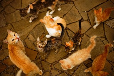 Birçok kedi ve kedi taş yolda gezinir..