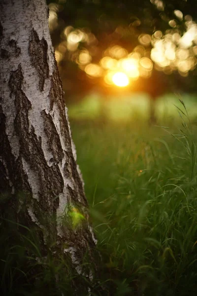 Paisaje Verano Con Césped Tronco Abedul Atardecer Conejitos Sol —  Fotos de Stock