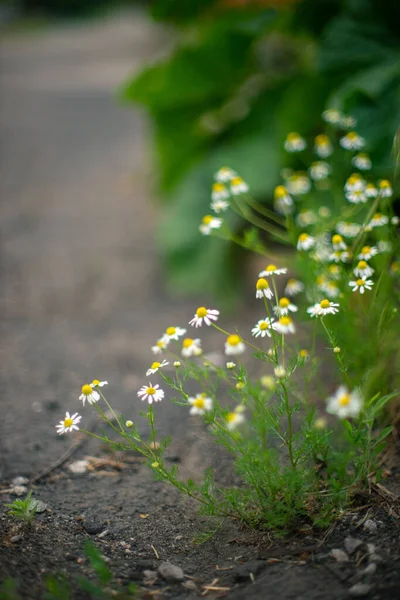 Flores Brancas Margarida Crescem Primavera Pela Estrada — Fotografia de Stock