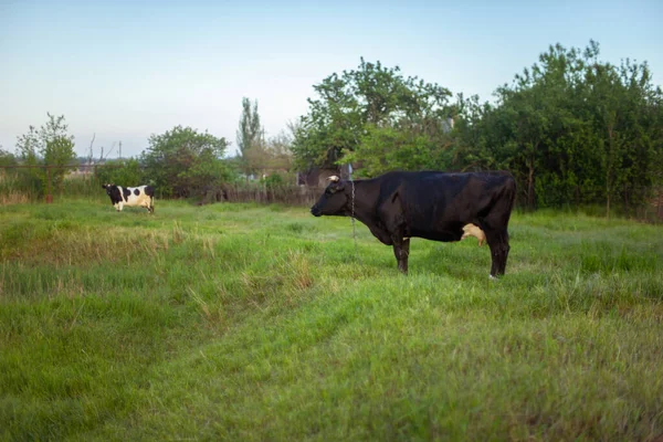 Δύο Αγελάδες Βόσκουν Στον Κήπο Φρέσκο Πράσινο Γρασίδι — Φωτογραφία Αρχείου