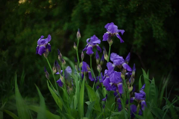 Arbusto Flores Íris Roxo Crescendo Jardim Primavera — Fotografia de Stock