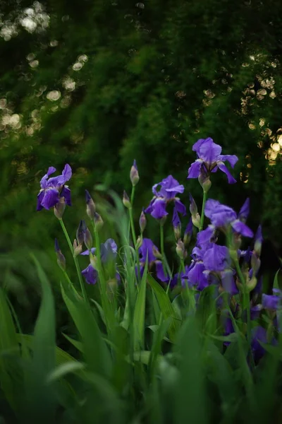 Akşam Bahçesinde Büyüyen Mor Iris Çiçekleri — Stok fotoğraf