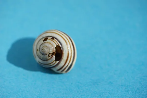 Vieille Coquille Rayée Cassée Sur Table Jaune — Photo