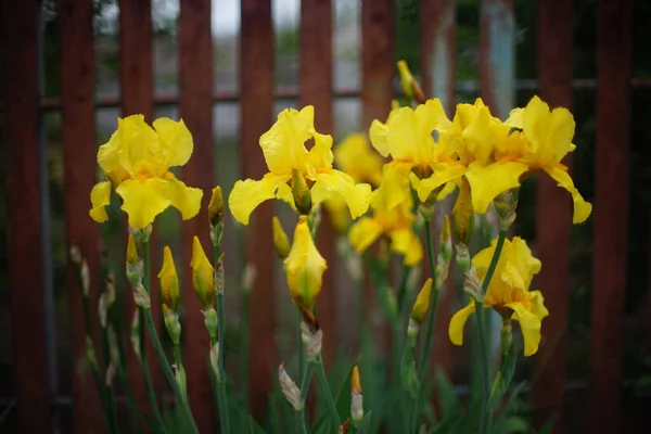 Flores Íris Amarelas Exuberantes Que Crescem Jardim Primavera Cerca Piquete — Fotografia de Stock