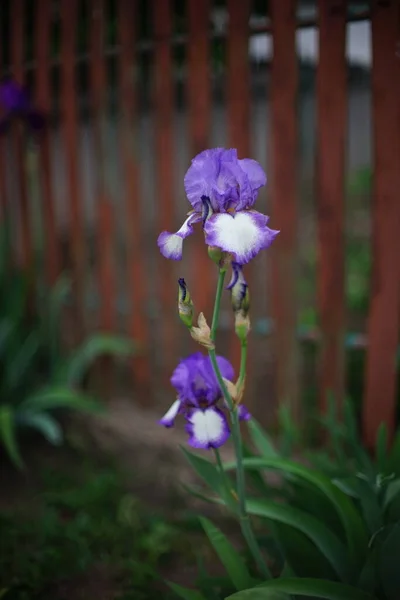 Lila Weiße Irisblüten Die Einem Frühlingsgarten Wachsen Brauner Lattenzaun Vor — Stockfoto