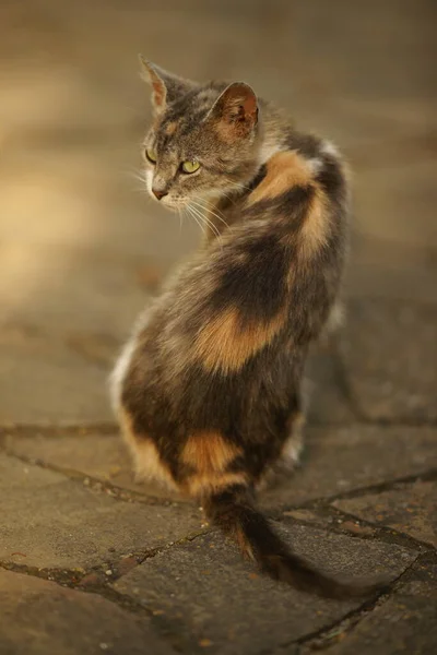 Driekleurig Ashy Kitty Portret Buiten Ashy Schildpad Kat Zittend Weg — Stockfoto