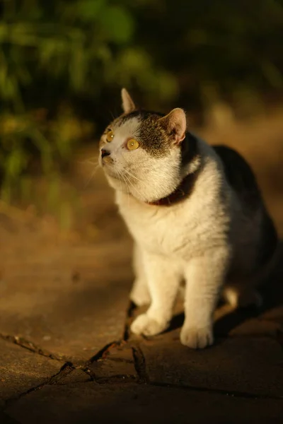 Porträtt Rolig Fet Katt Med Stora Ögon Sällskapsdjur Sittande Vårträdgården — Stockfoto