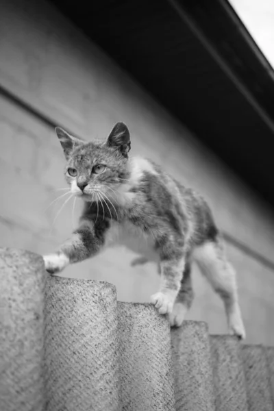 Μια Νεαρή Γάτα Περπατάει Ένα Φράχτη Από Σχιστόλιθο Φωτογραφία — Φωτογραφία Αρχείου