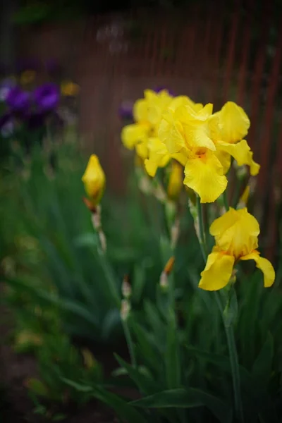 Gelbe Irisblüten Die Einem Frühlingsgarten Wachsen Brauner Lattenzaun Auf Verschwommenem — Stockfoto