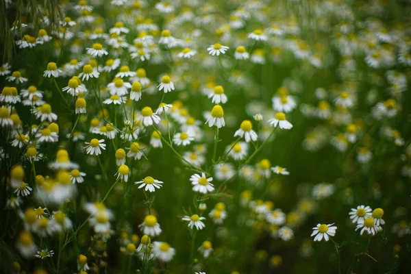 Białe Stokrotki Kwiaty Rosną Wiosennym Ogrodzie Piękny Selektywny Ostrość Sztuki — Zdjęcie stockowe