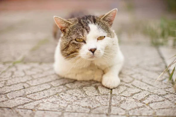 Porträt Einer Faulen Fetten Katze Die Auf Einem Gekachelten Bürgersteig — Stockfoto