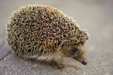 Kirpi yazın asfalt yolda yürür..