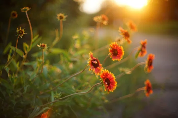 Flores Naranjas Gaillardia Crecen Por Carretera Verano Puesta Sol — Foto de Stock