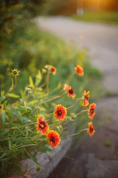 Turuncu Çiçekli Gaillardia Yaz Bahçesinde Yol Kenarında Yetişir — Stok fotoğraf