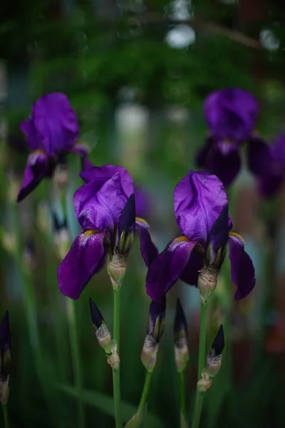 Flores Ricas Iris Púrpura Creciendo Jardín Primavera — Foto de Stock