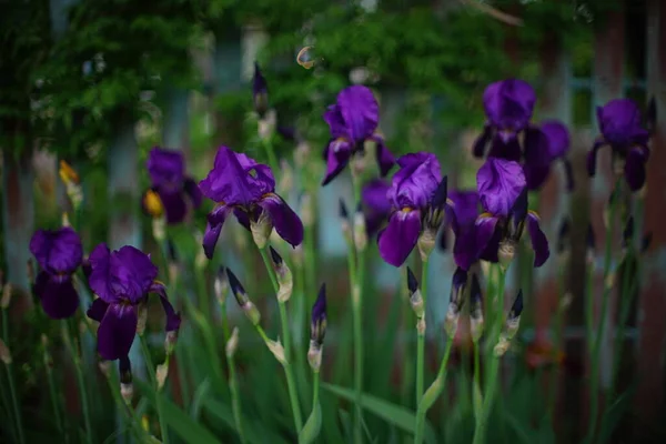 春の庭で豊富な紫色の虹彩の花 — ストック写真