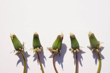 Beyaz güneşli bir masada dört kapalı karahindiba çiçeği..