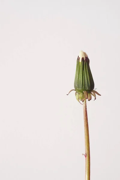 Закрита Квітка Кульбаби Білому Тлі — стокове фото