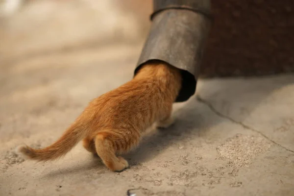 Small Kitten Tries Enter Drainpipe Funny Young Cat Stuck His — Stock Photo, Image