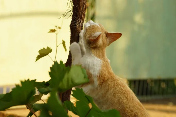 Ingefära Vit Katt Vässar Klorna Druvstammen Sommarträdgården — Stockfoto