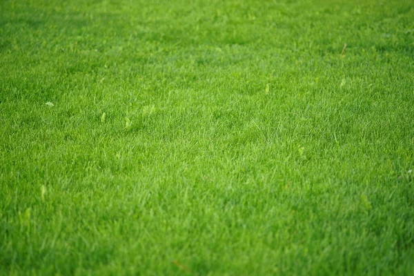 Background Fresh Green Lawn Summer Garden — Stock Photo, Image