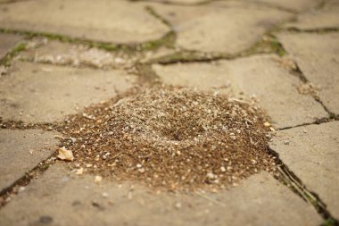 Small nests of ants in the stone floor of wild tiles. clipart