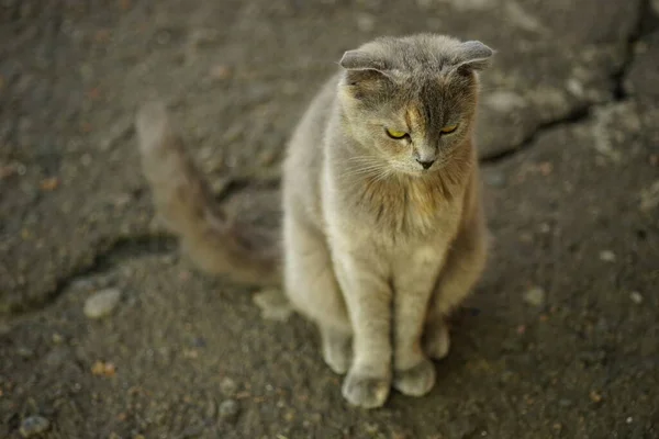 Tartaruga Gatto Britannico Seduto Ritratto Sulla Vecchia Strada Asfaltata — Foto Stock