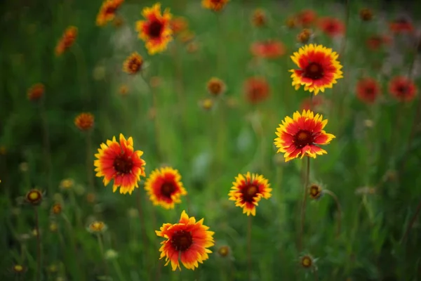 Orangefarbene Blumen Gaillardia Mit Sattgrünen Blättern Wachsen Sommerpark — Stockfoto