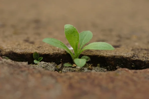 Μικρό Πράσινο Φυτό Φυτρώνει Στην Πέτρινη Τρύπα — Φωτογραφία Αρχείου