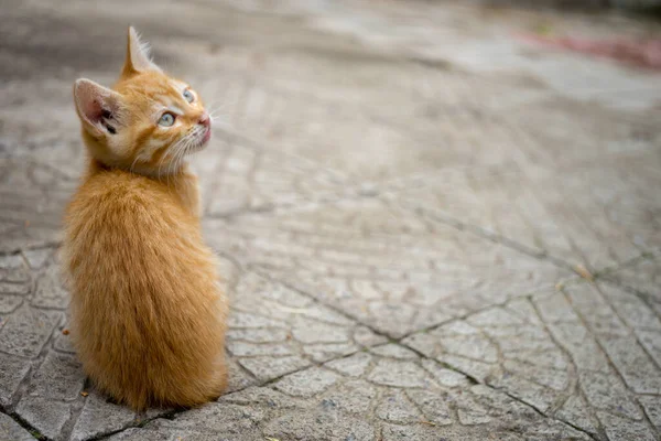 Schattig Gember Kitten Zitten Een Stenen Weg Zomer — Stockfoto