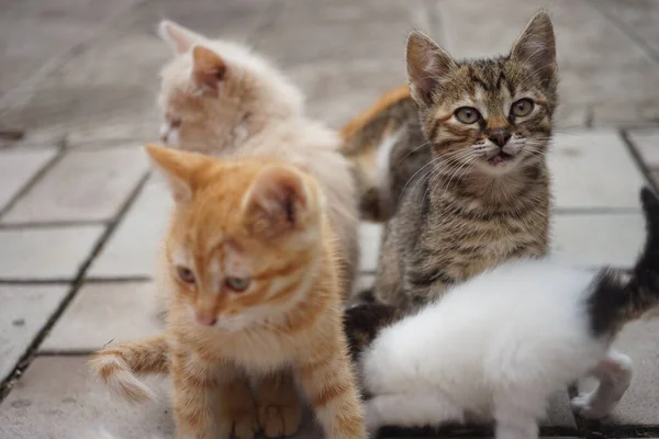Schattige Kittens Familie Wandeling Een Stenen Weg Zomer — Stockfoto