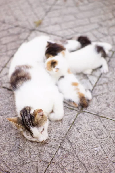 夏の歩道で白い子猫の餌子猫のミルク — ストック写真
