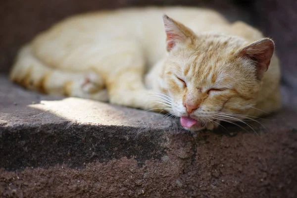 Komik Kızıl Kedi Dili Dışarıda Uyuyor — Stok fotoğraf