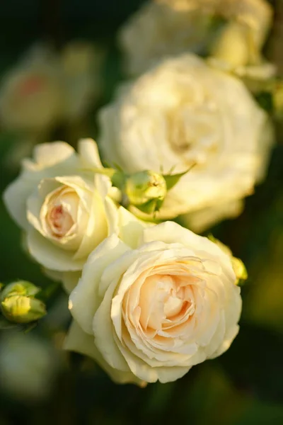 Białe Jasnoróżowymi Różami Rosną Słonecznym Ogrodzie Letnim — Zdjęcie stockowe