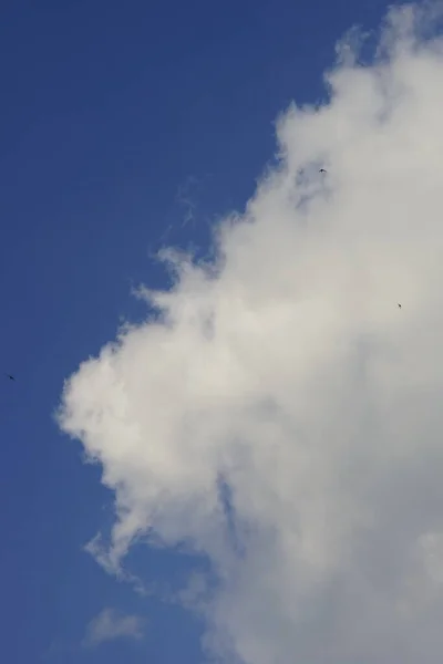 Blue sky with white grey clouds and birds in summer sunny day