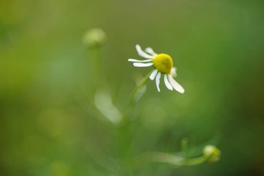 Beyaz papatya çiçeği yaz bahçesinde yetişir. Sanat çiçek kartı.