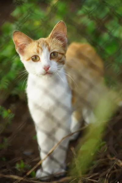 Flyong Jengibre Blanco Gato Caminar Verde Hierba Verano Jardín — Foto de Stock